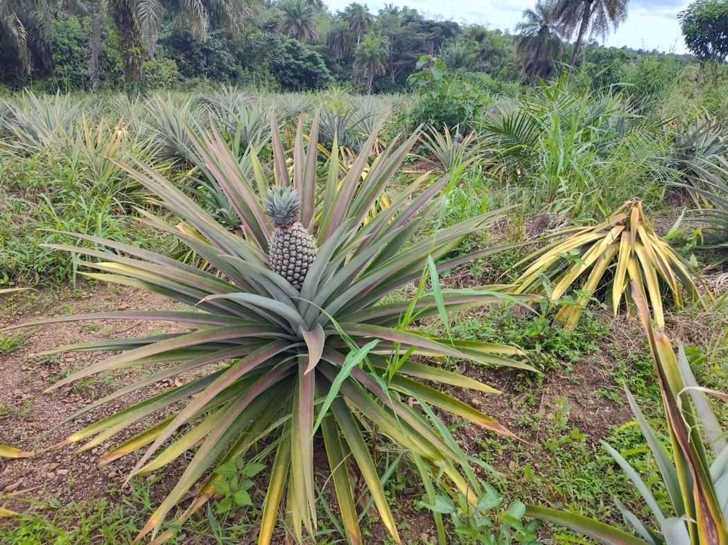 Pineapple and fruit orchards