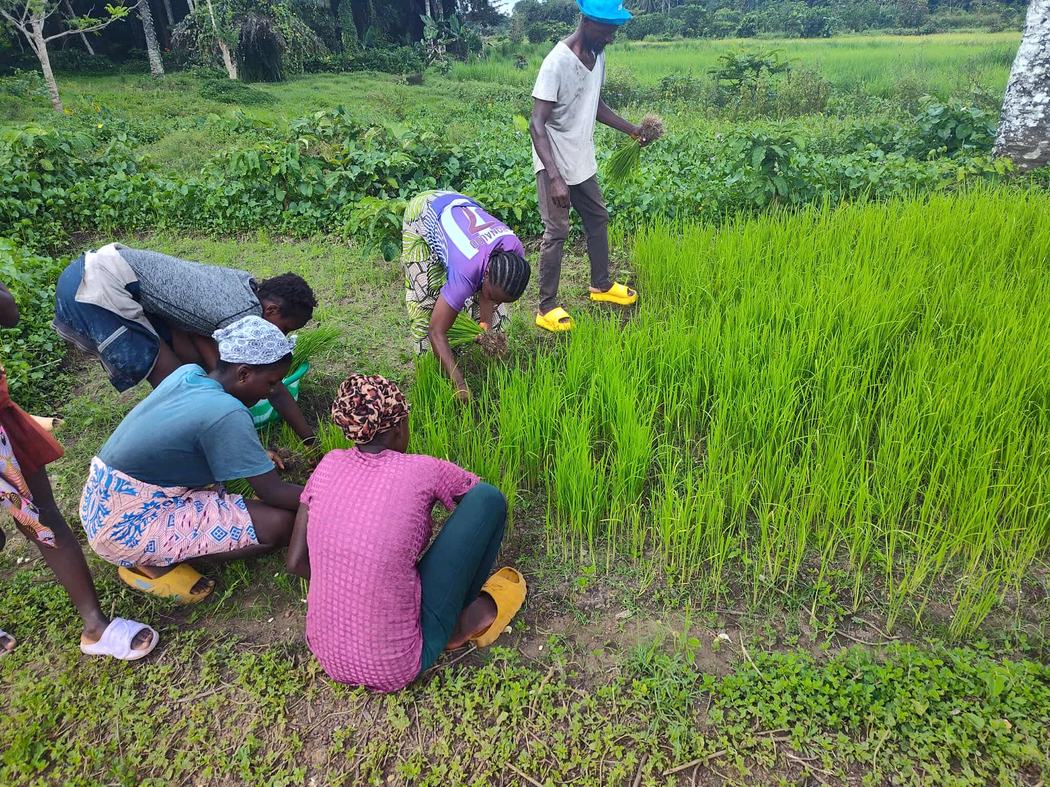 Rice planting in the paddies