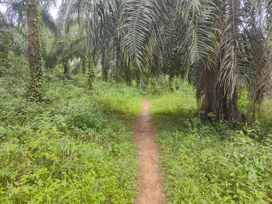 Forest walking trail through the palms